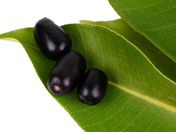 15. ನೇರಳೆ ಹಣ್ಣು