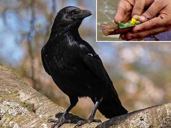 ಕಾಗೆ ಬಂದು ಆಹಾರ ತಿನ್ನಬೇಕು