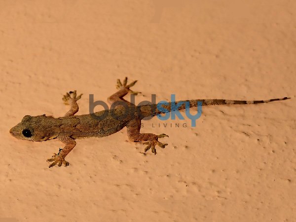 ಹೊಸ ಮನೆಯನ್ನು ಪ್ರವೇಶಿಸುವಾಗ