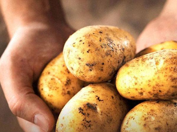 ಮೊಳಕೆ ಬರದಂತೆ ಆಲೂಗಡ್ಡೆ ಸಂರಕ್ಷಿಸುವುದು ಹೇಗೆ?