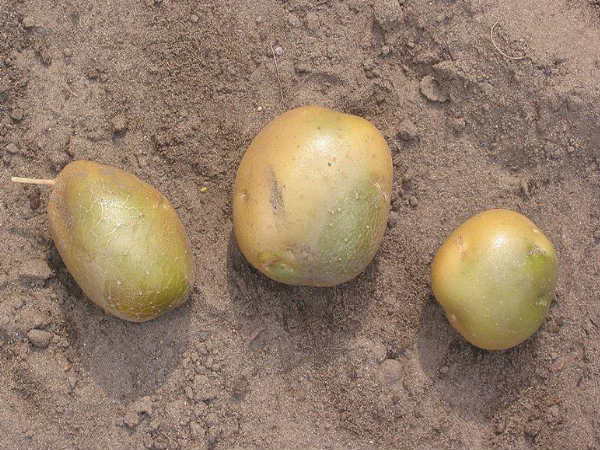 ಆಲೂಗಡ್ಡೆ ಮೊಳಕೆ ಬರದಂತೆ ತಡೆಯುವುದು ಹೇಗೆ?
