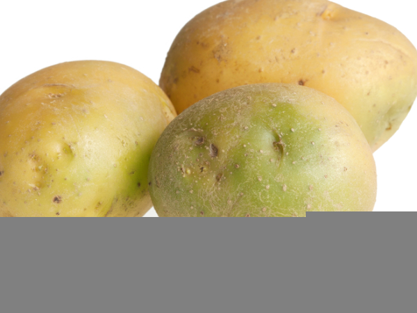 ಸಂಗ್ರಹಿಸಿಡಲು ಒಳ್ಳೆಯ ಆಲೂಗಡ್ಡೆಗಳು