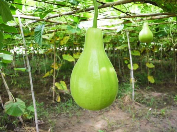 ಸುಕ್ಕು ರಹಿತ ತ್ವಚೆಯನ್ನು ನೀಡುತ್ತದೆ