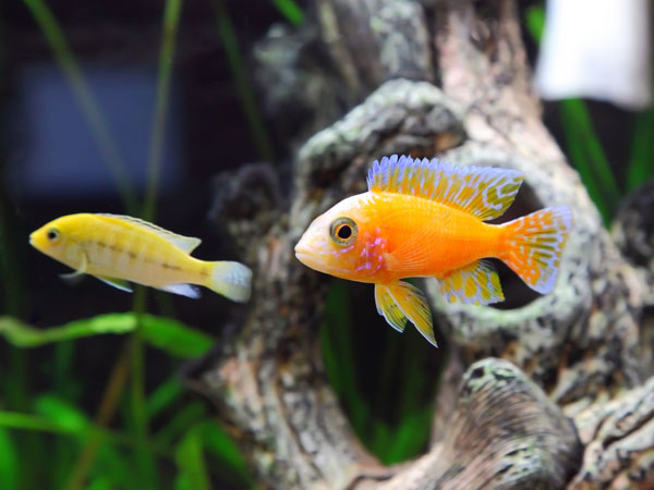 ಮೀನುಗಳ ಆಯ್ಕೆ