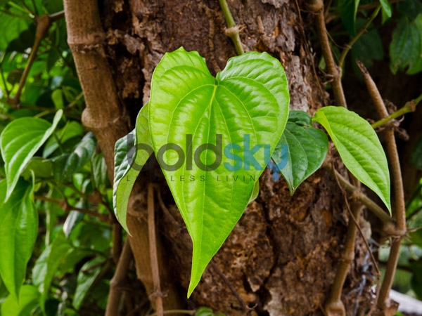 ತೂಕ ಕಳೆದುಕೊಳ್ಳಲು