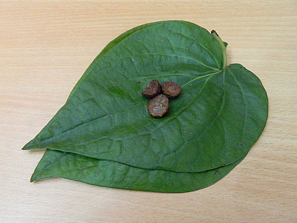 ತಲೆನೋವು ನಿಯಂತ್ರಿಸಲು
