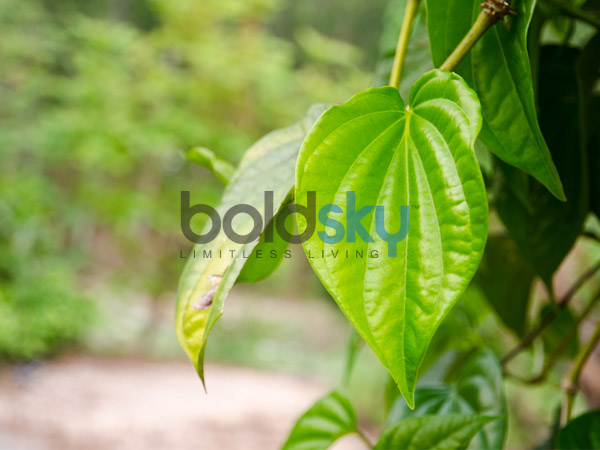 ಗಂಟಲಿನ ಊತಕ್ಕೆ