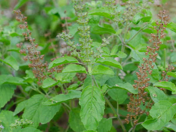 ತಾಜಾ ತುಳಸಿ ಎಲೆಗಳು