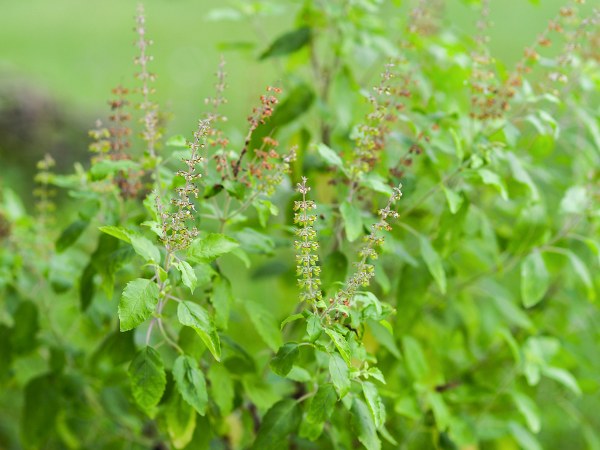 ಚಿಕಿತ್ಸಕ ಗುಣ