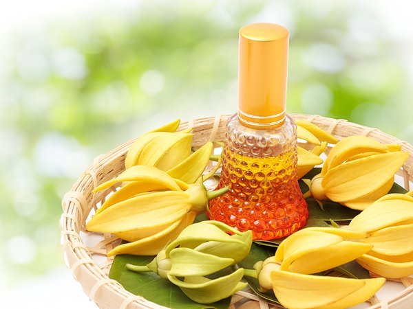 ಯ್ಲಾಂಗ್ ಯ್ಲಾಂಗ್ ಆಯಿಲ್ (Ylang Ylang Oil)