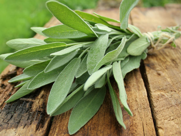 ಕ್ಲಾರಿ ಸೇಜ್ (Clary Sage)