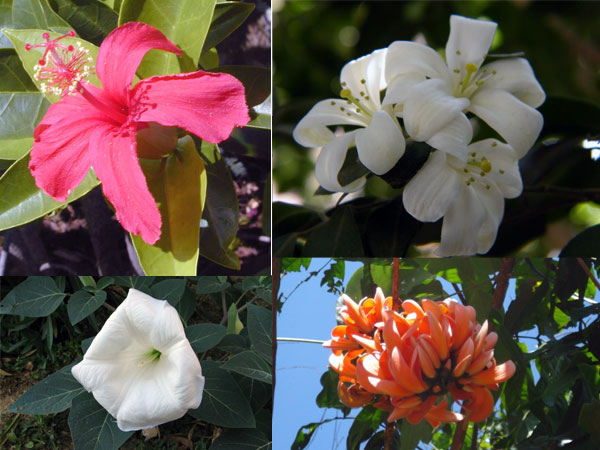ಹೂವುಗಳನ್ನು ಕೀಳುವುದಕ್ಕೆ ನಿಯಮಗಳು