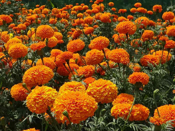 ನಿರ್ದಿಷ್ಟ ದೇವರುಗಳಿಗೆ ನಿರ್ದಿಷ್ಟ ಹೂವುಗಳ ಪೂಜೆ ಏಕೆ?