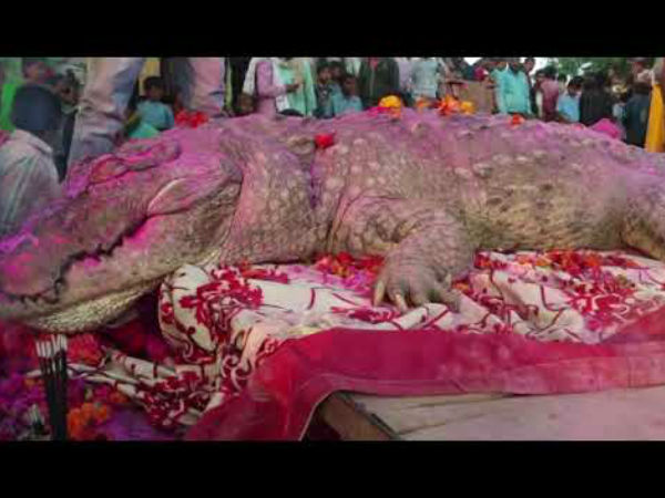 ಗ್ರಾಮಸ್ಥರು ಈ ಮೊಸಳೆಗೆ `ಗಂಗಾರಾಮ್’ಎಂದು ಹೆಸರು ಇಟ್ಟಿದ್ದರು