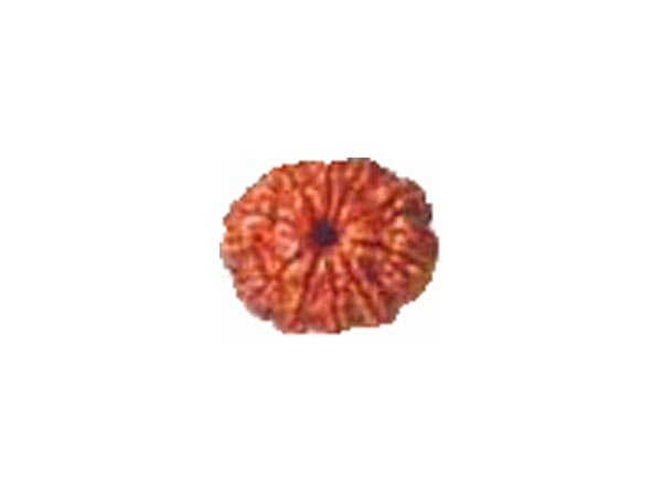 ಏಕಮುಖಿ ರುದ್ರಾಕ್ಷಿ