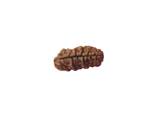 ಹತ್ತು ಮುಖದ ರುದ್ರಾಕ್ಷಿ