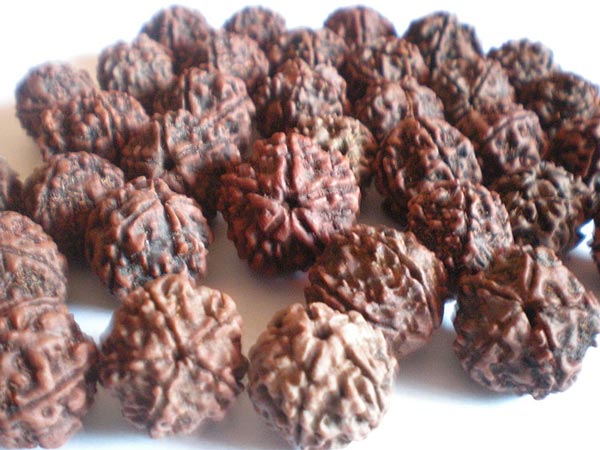 ಹನ್ನೊಂದು ಮುಖದ ರುದ್ರಾಕ್ಷಿ