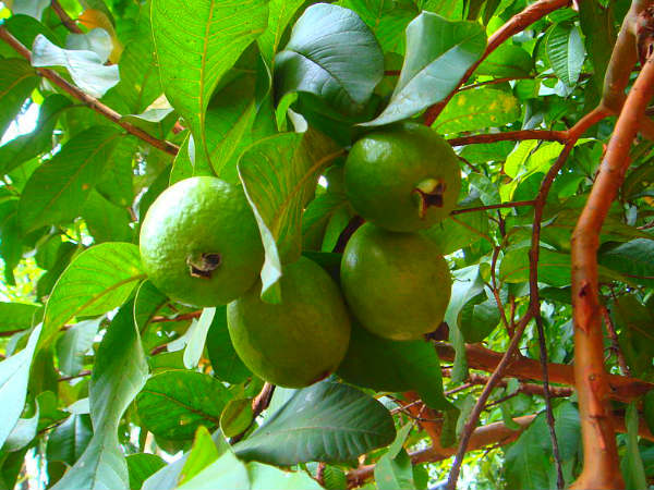 ರೋಗ ನಿರೋಧಕ ಶಕ್ತಿ ಹೆಚ್ಚುತ್ತದೆ