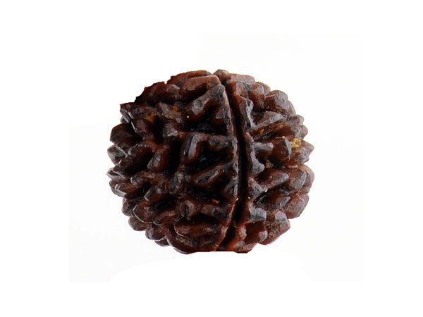 ಎರಡು ಮುಖಿ ರುದ್ರಾಕ್ಷಿ
