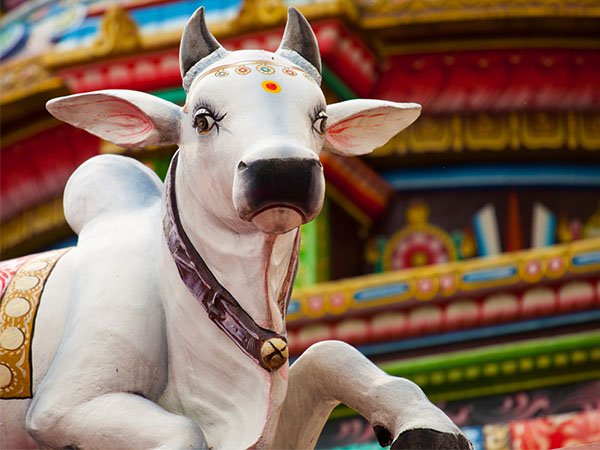 ಗೋವಿಗೆ ಆಹಾರ ನೀಡಿ