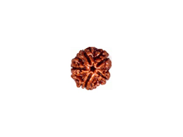 ಪಂಚಮುಖಿ ರುದ್ರಾಕ್ಷಿ
