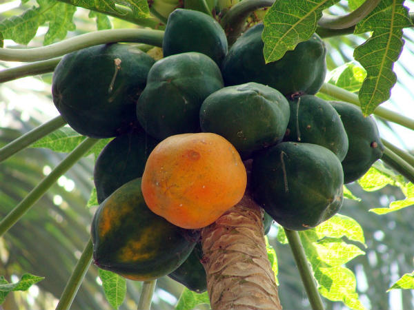 ಪಪ್ಪಾಯ