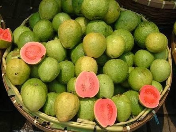 ಸೀಬೆಹಣ್ಣು (Guava)