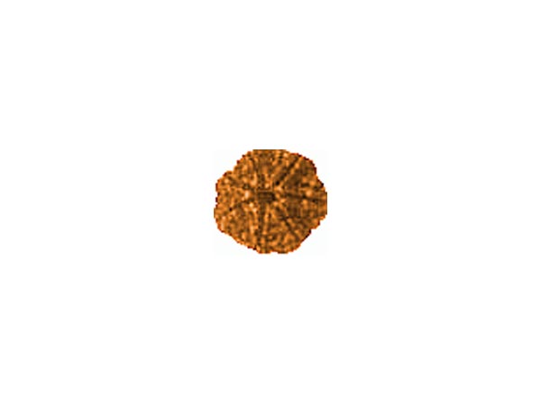 ಏಳು ಮುಖದ ರುದ್ರಾಕ್ಷಿ