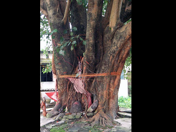 ಅಶ್ವತ್ಥ ಮರವನ್ನು ಪೂಜಿಸಿ