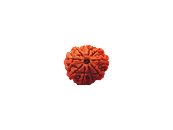 ಎಂಟು ಮುಖದ ರುದ್ರಾಕ್ಷಿ
