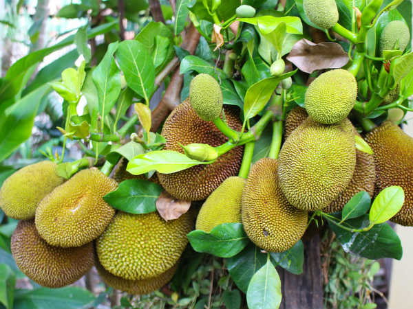 ಮೂಳೆ ಆರೋಗ್ಯ ಸುಧಾರಿಸುತ್ತದೆ