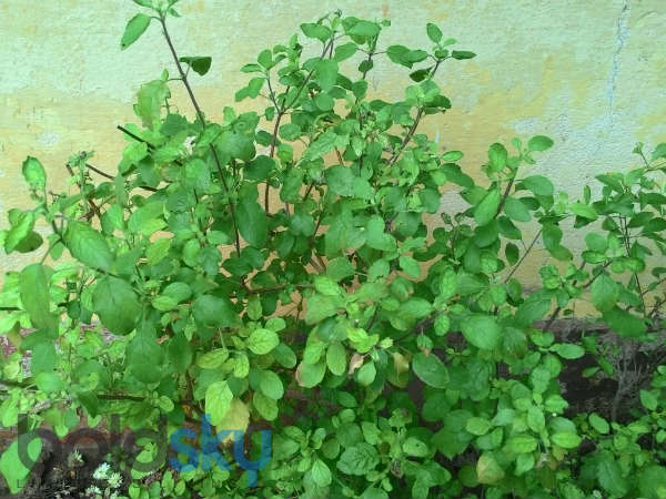ತುಳಸಿ