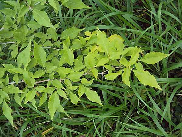 ಲುಬ್ಧಕ ಯಾರು?