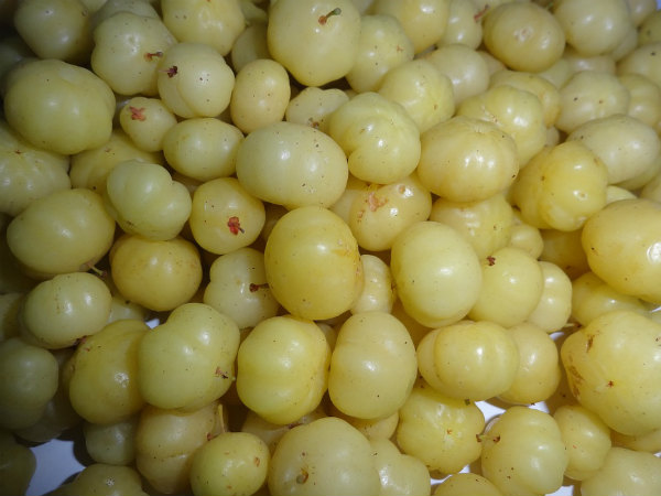 ವಿಧಾನ
