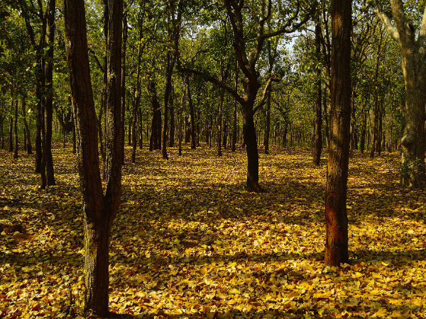 ಸೌದೆಗಾಗಿ ಹುಡುಕಾಟ ನಡೆಸುವುದು ದೊಡ್ಡ ಸಾಹಸ