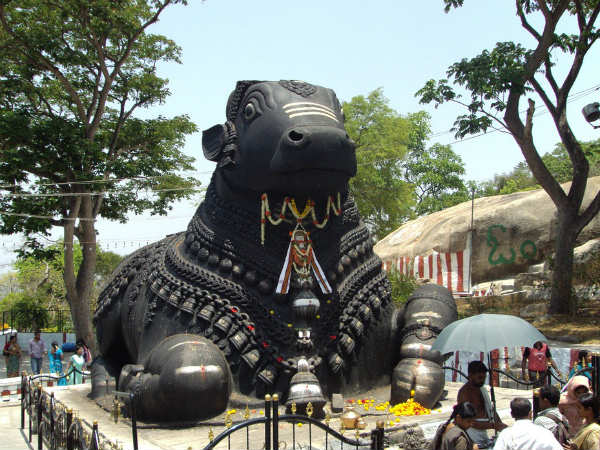 ನಂದಿ ದೇವತೆಯಾಗಿ ಪೂಜಿಸಲ್ಪಟ್ಟಿತು