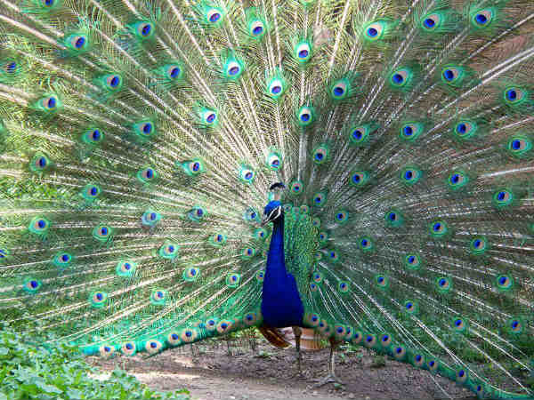 ಗ್ರಹ ದೋಷಕ್ಕೆ ನವಿಲುಗರಿಯ ಪರಿಹಾರ