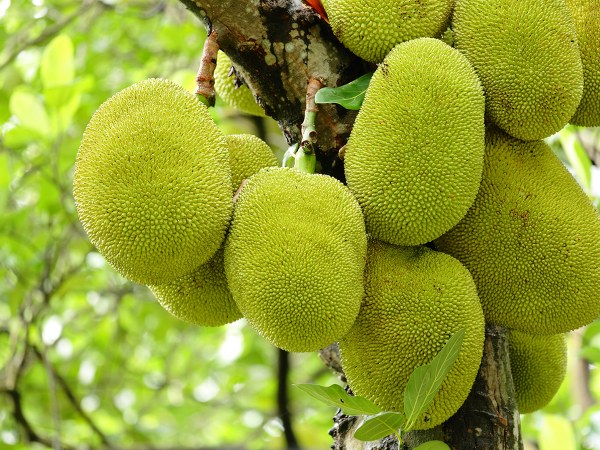 ತ್ರಾಣ ಹೆಚ್ಚಿಸುತ್ತದೆ
