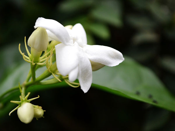 ಮಲ್ಲಿಗೆ ಹೂವು