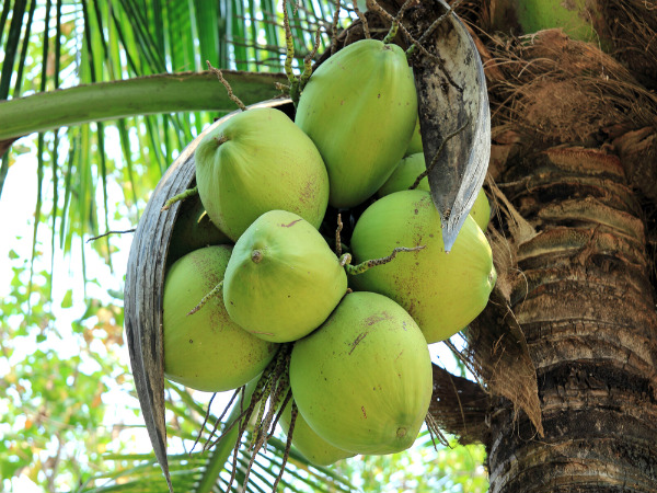 ಯೌವನವು ಮರಳಿ ಬರುವುದು