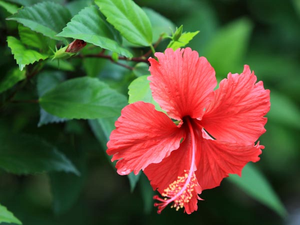 ಕೆಂಪು ದಾಸವಾಳ ಹೂವು