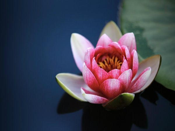 ಕಮಲದ ಹೂವು