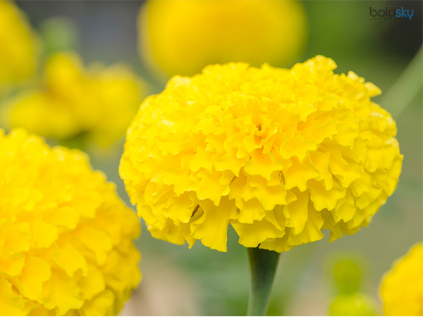 ಗೊಂಡೆ ಹೂವು/ಚೆಂಡು ಹೂವು