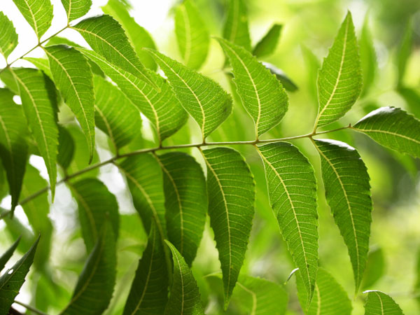 ಬೇವಿನಲ್ಲಿರುವ ಪೋಷಕಾಂಶಗಳ ವಿವರ