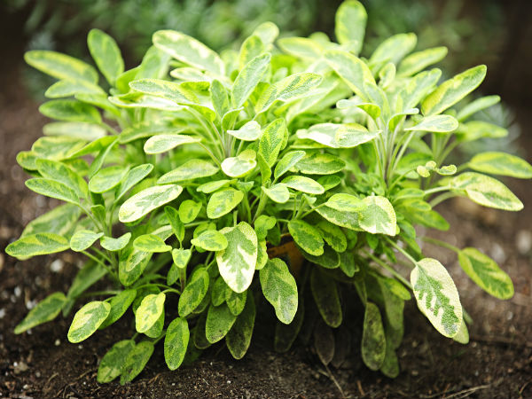 ಅದ್ಭುತ ಶಕ್ತಿಯ ಗಿಡಮೂಲಿಕೆಗಳು