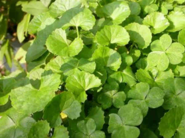 ಒಂದೆಲಗ ಅಥವಾ ಬ್ರಾಹ್ಮಿ