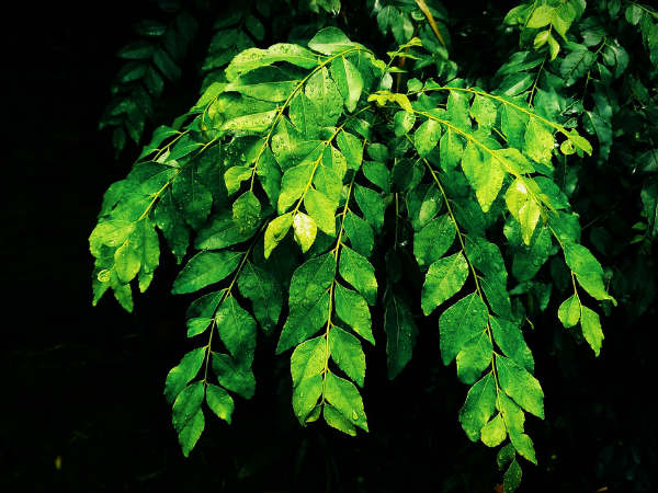 ಕರಿಬೇವಿನ ಎಲೆಗಳು ಮತ್ತು ರತನ್ಜೋತ್ ಹೇರ್ ಮಾಸ್ಕ್