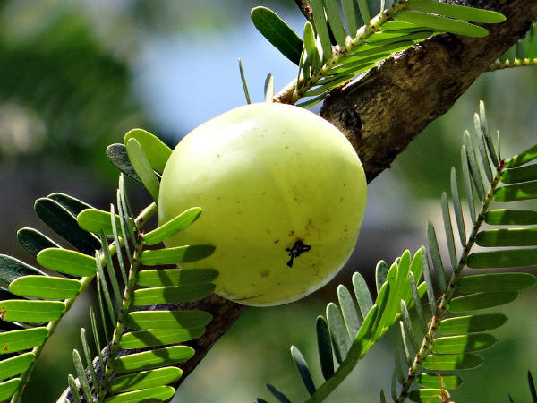 ನೆಲ್ಲಿಕಾಯಿ / ಆಮ್ಲಾ