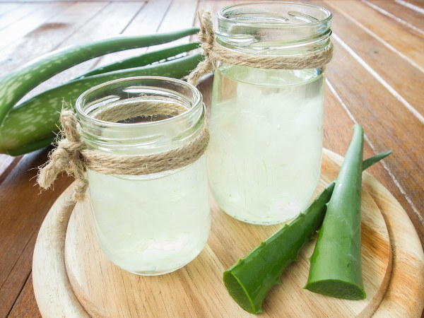 ಲೋಳೆಸರ (Aloe vera)