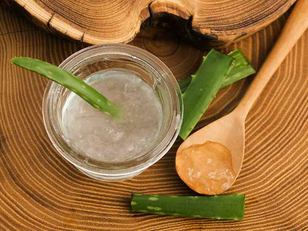ಲೋಳೆಸರ (Aloe vera)